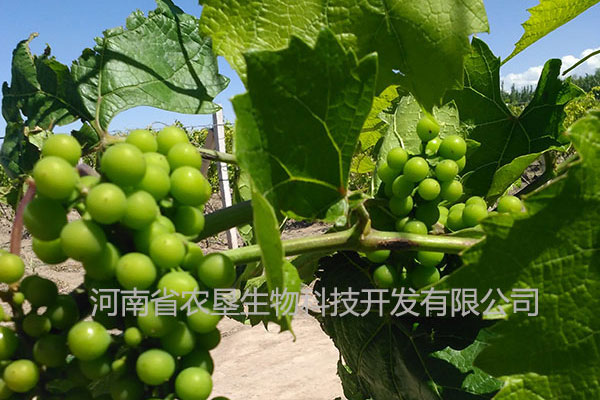 大田鮮食紅提